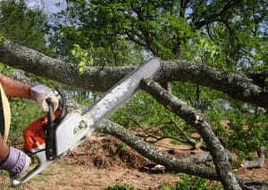 Professional cutting trees using chainsaw